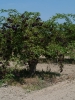 2012_bodza_feszt_118
