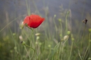 2013_arviz_109