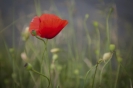 2013_arviz_111