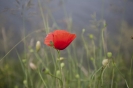 2013_arviz_112