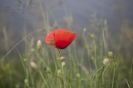 2013_arviz_114