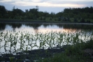 2013_arviz_269