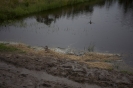 2013_arviz_58