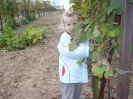 csana_2010_szolo_34