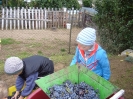 csana_2010_szolo_6