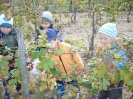 csana_2010_szolo_99